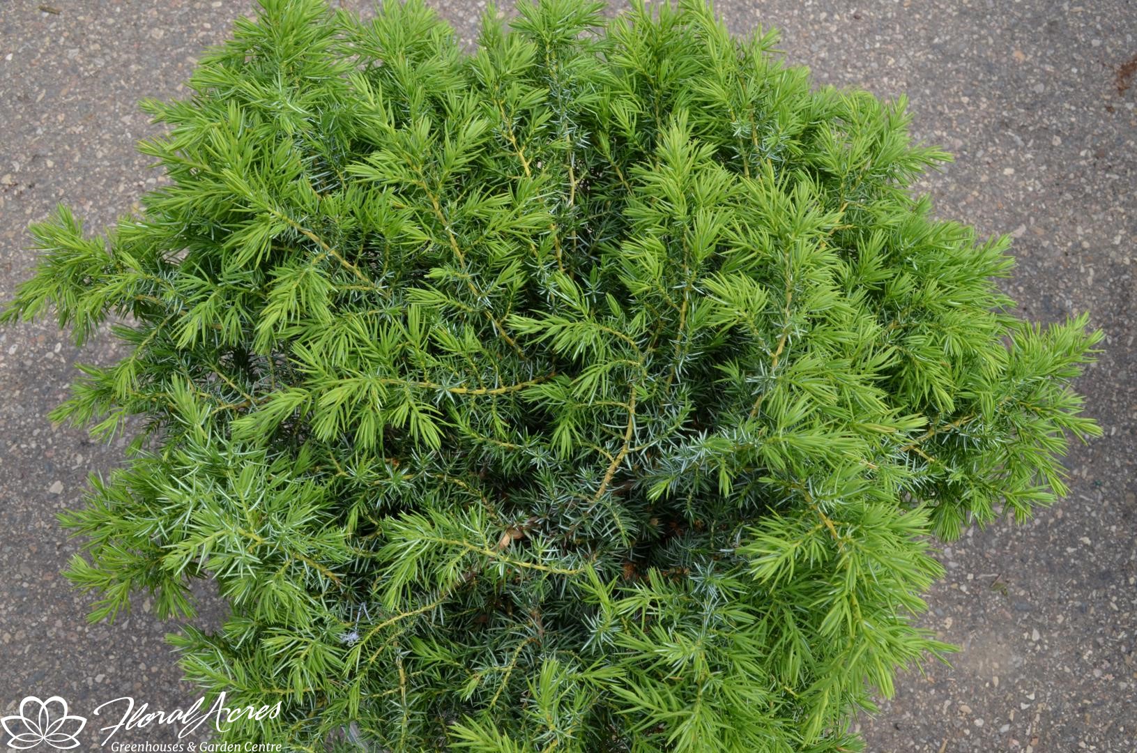 Juniper Blueberry Delight Floral Acres